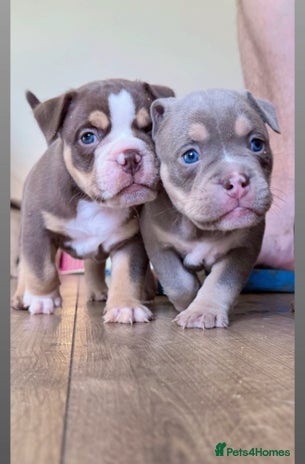 Mixed Breed dogs - Advert 4