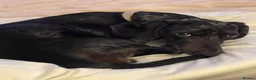 Dachshund dogs for sale: Black & silver Dapple in Hemel Hempstead - Advert 6