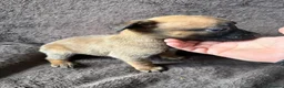 Belgian Shepherd Dog dogs for sale: Last 3 girls ready to leave now kc registered  - Advert 23