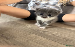 Domestic Shorthair cats for sale: 3 x female kittens  - Image 3