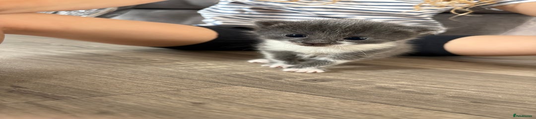 Domestic Shorthair Kitten 1