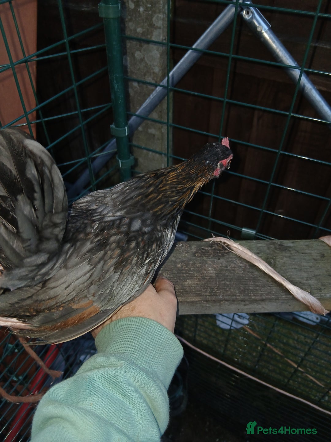 Chickens poultry for sale: 2 handsome serama Cockerells - Image 6