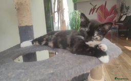 British Shorthair cats for sale: Adorable kittens  in Great Missenden - Image 22