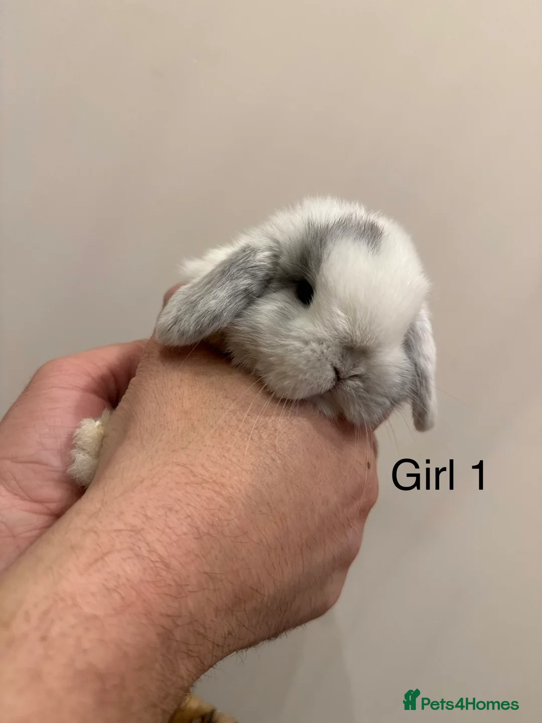Mini Lop rabbits for sale: ✨Stunning Magpie & Harlequin Mini Lops✨ - Advert 12