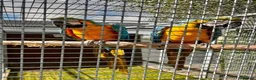 Macaws birds for sale: Baby Blue And Gold Macaws - Advert 12
