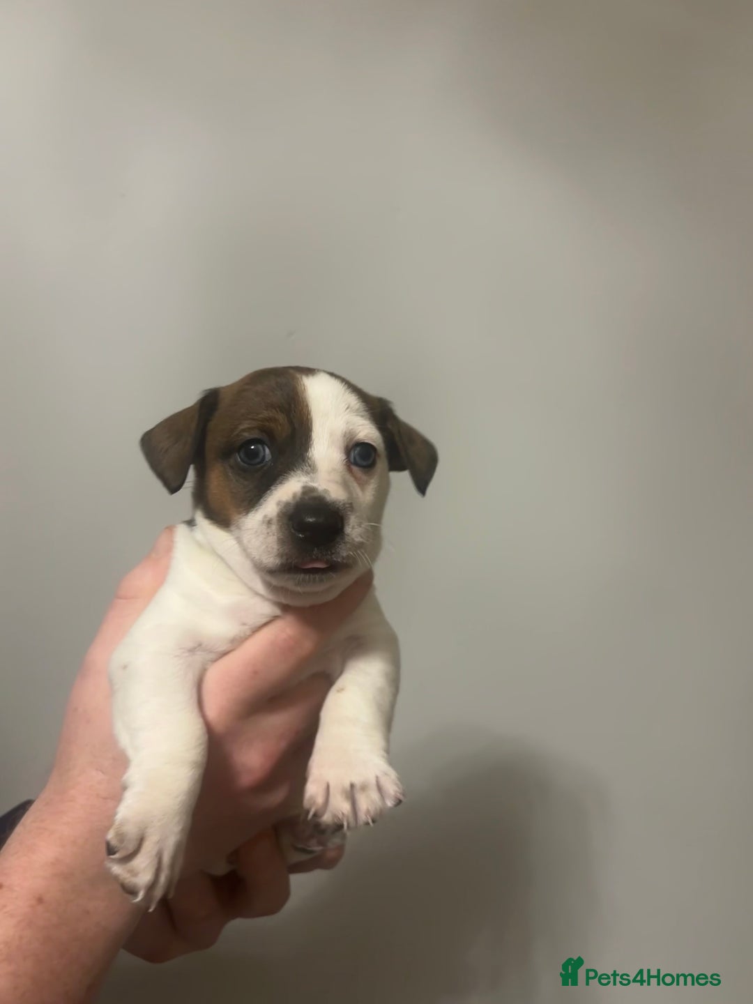Jack Russell dogs for sale: Jack Russell pups  - Advert 3