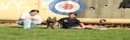 German Shepherd dogs for sale: Beautiful Trained Female German Shepherd  - Advert 2