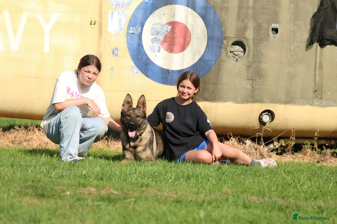 German Shepherd dogs for sale: Beautiful Trained Female German Shepherd  - Advert 2