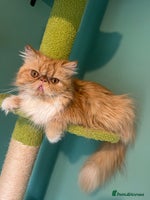 Persian cats - Advert 2