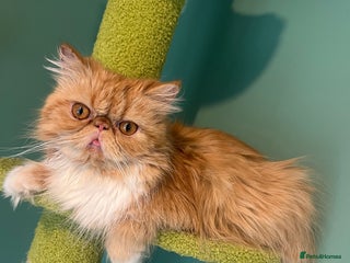 Persian cats - Advert 34