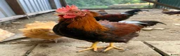 Chickens poultry for sale: Buff Orpington and Welsummer cockerels  in Newport - Advert 6