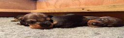 Dachshund dogs for sale: 2 DOGS LEFT Working bred KC registered teckel pups - Advert 20