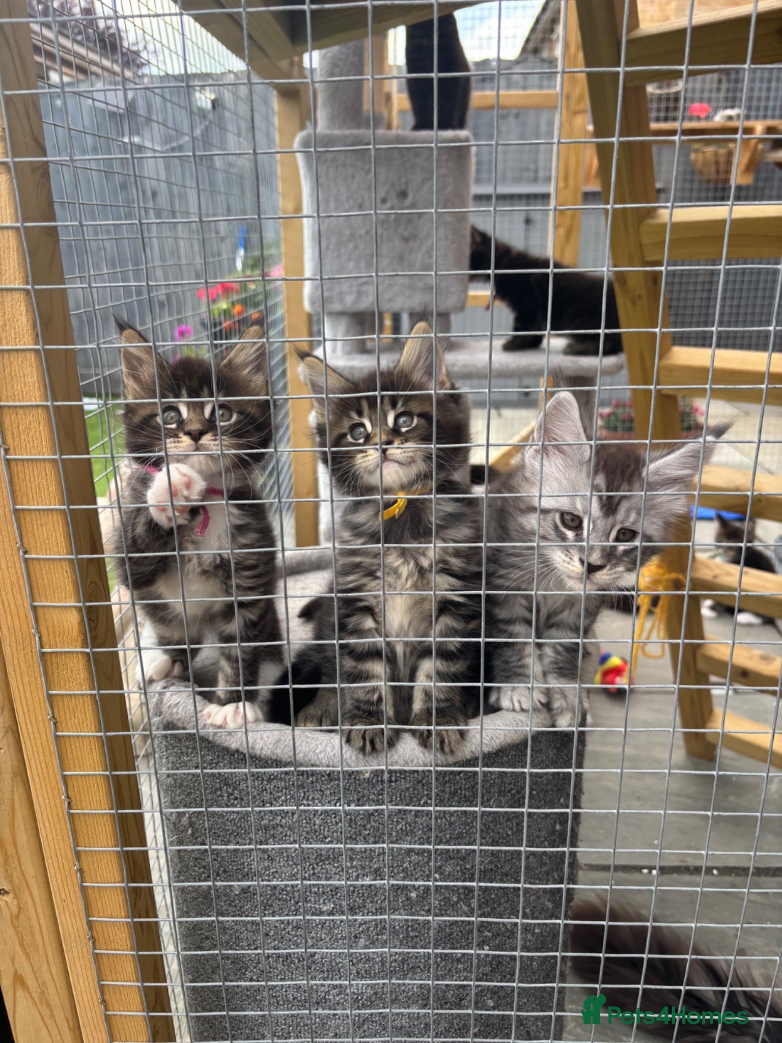 Maine Coon cats 🐾Tica Registered Stunning MaineCoon Kittens - Advert 1