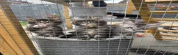 Maine Coon cats for sale: 🐾PUREBRED🐾 Registered Mainecoon Kittens - Advert 18