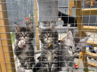 Maine Coon cats 🐾Tica Registered Stunning MaineCoon Kittens - Advert 1