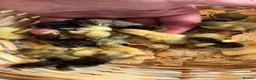 Quail poultry for sale: Chinese painted  - Advert 2