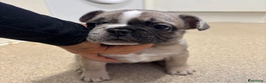 French Bulldog Puppy 2