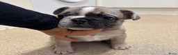 French Bulldog dogs for sale: Last in the litter looking for his new home  - Advert 10