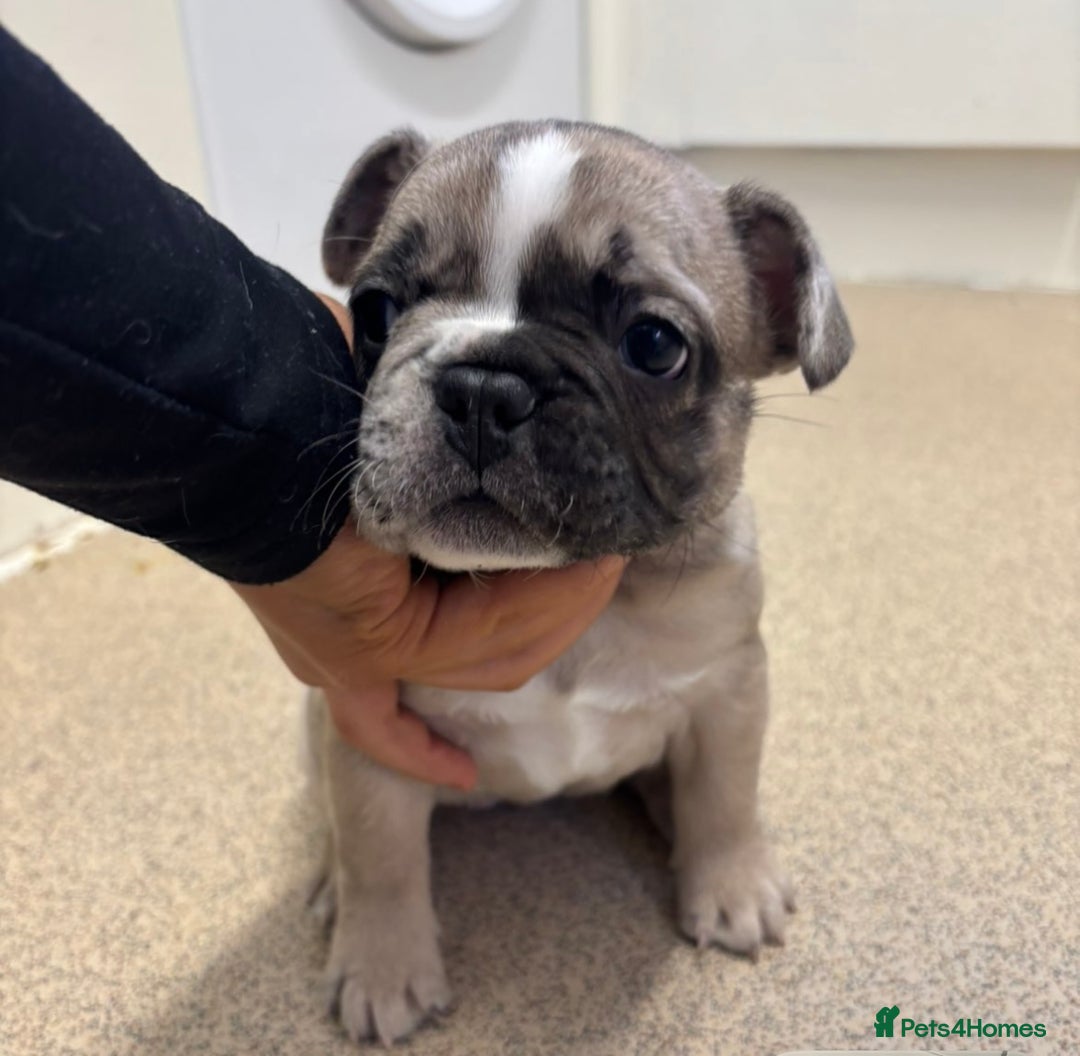 French Bulldog dogs for sale: Last in the litter looking for his new home  - Advert 10