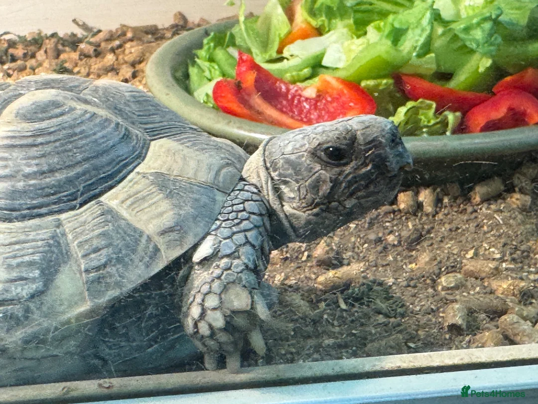 Tortoise reptiles for sale: 3 x Hermann Tortoises (2 x 6 yrs & 1 x 3 yrs - Advert 1