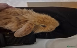 Mini Lion Lop rabbits for sale: Baby lop lionheads  - Image 3