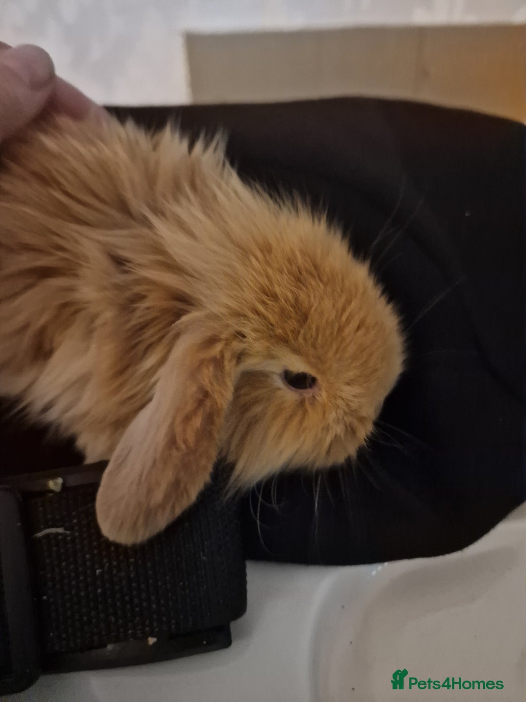 Mini Lion Lop rabbits for sale: Baby lop lionheads  - Image 3