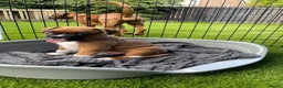 Boxer dogs for sale: A Second Chance for a Gentle Boxer - Advert 17