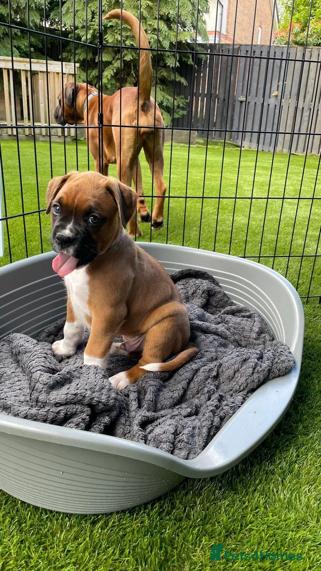 Boxer dogs for sale: A Second Chance for a Gentle Boxer - Advert 17