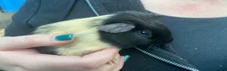 Guinea Pig rodents for sale: Baby guinea pig boys and girls - Advert 10