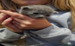 Russian Blue cats for sale: 🐾 Russian Blue Kittens 🐾 - Image 5