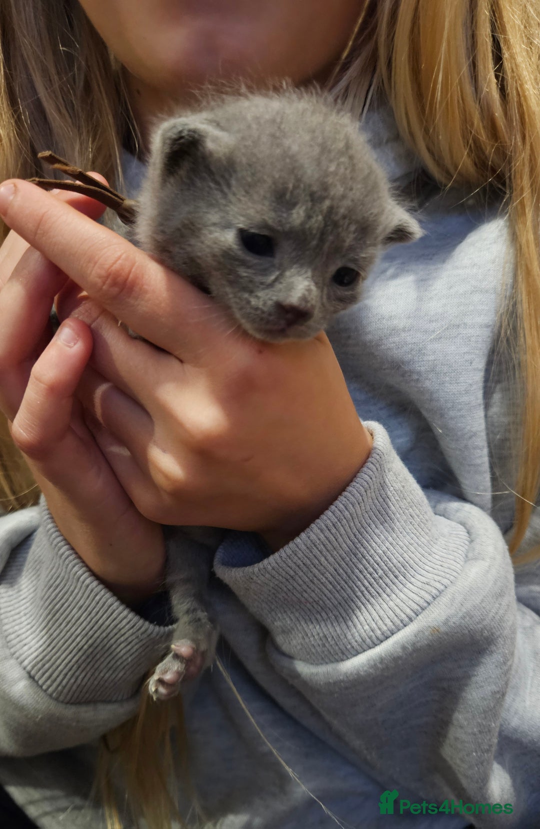 Russian Blue cats for sale: 🐾 Russian Blue Kittens 🐾 - Image 5