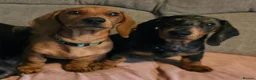Dachshund dogs for sale: 2 male Dachshunds in Derby - Advert 9