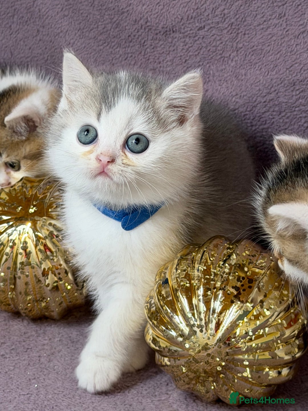 British Shorthair cats for sale: BSH tri- colour golden/blue/white kittens TICA - Advert 11