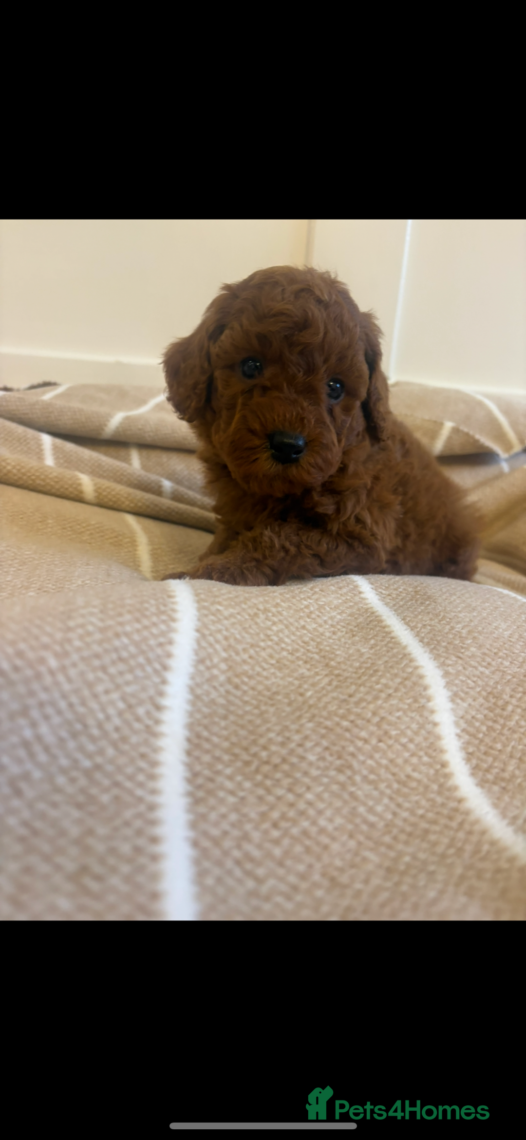 Cavapoo dogs for sale: LICENSED BREEDER QUALITY HEALTH TESTED CAVAPOOS - Advert 17