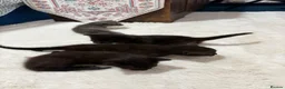British Shorthair cats for sale:  4 Beautiful Kittens for sale 1 grey 3 Black  - Advert 9