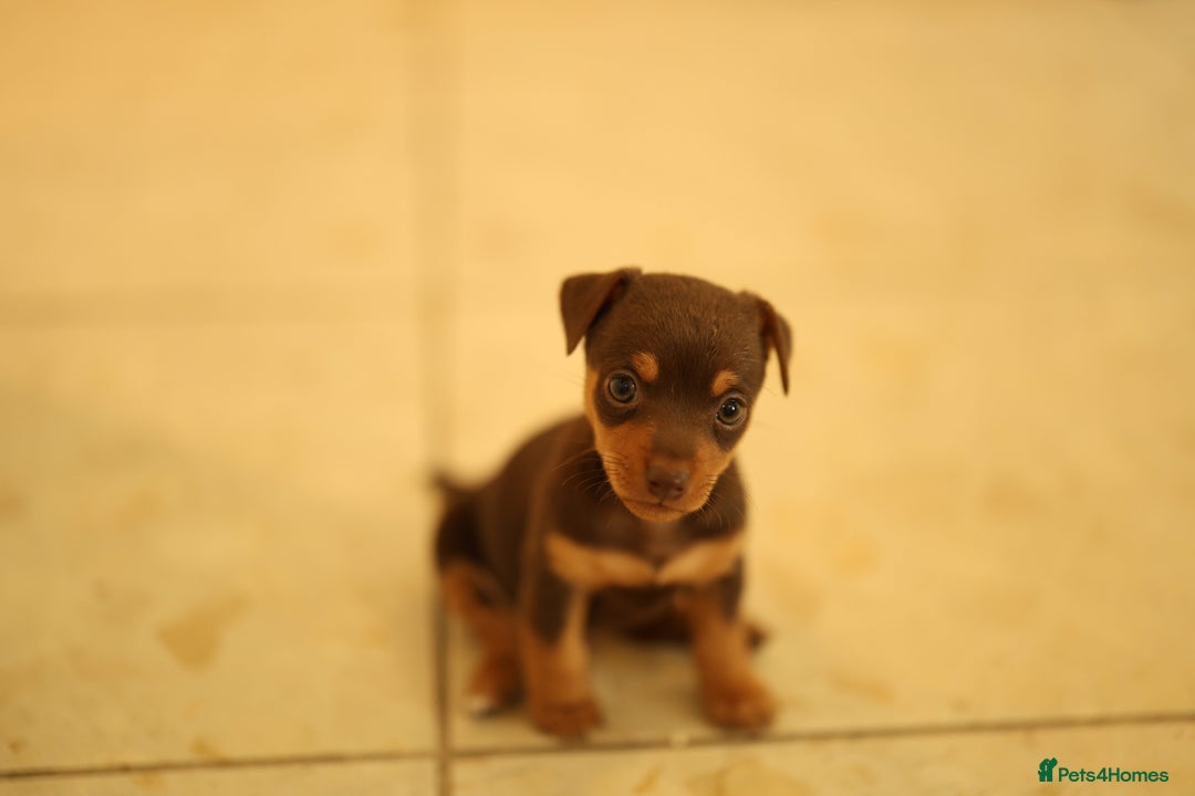 Jack Russell dogs for sale: Beautiful Jack Russell female puppies for sale - Advert 8