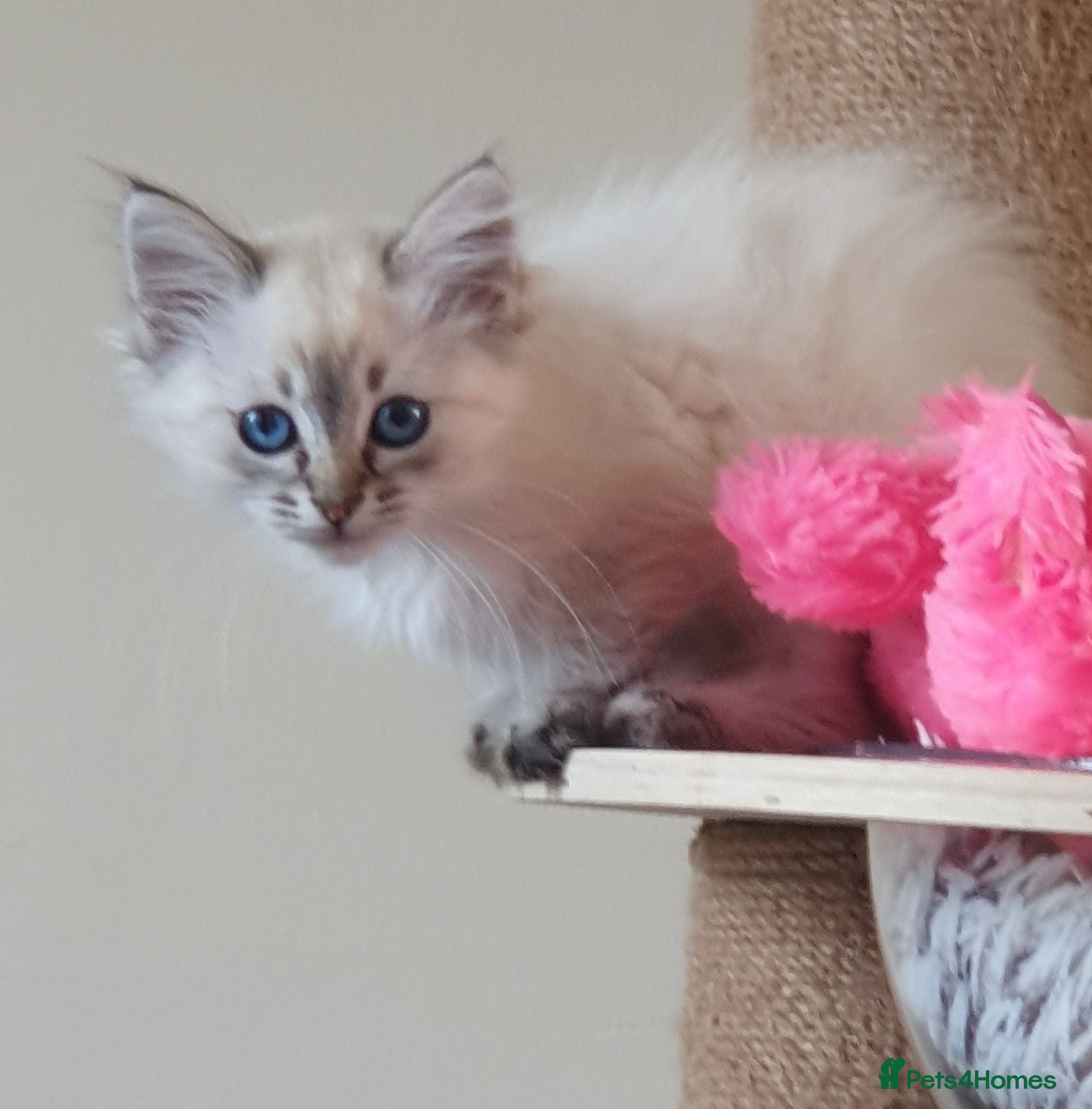 Siberian cats 3 LEFT - Fluffy Siberian Neva Masquerade Kittens - Advert 2
