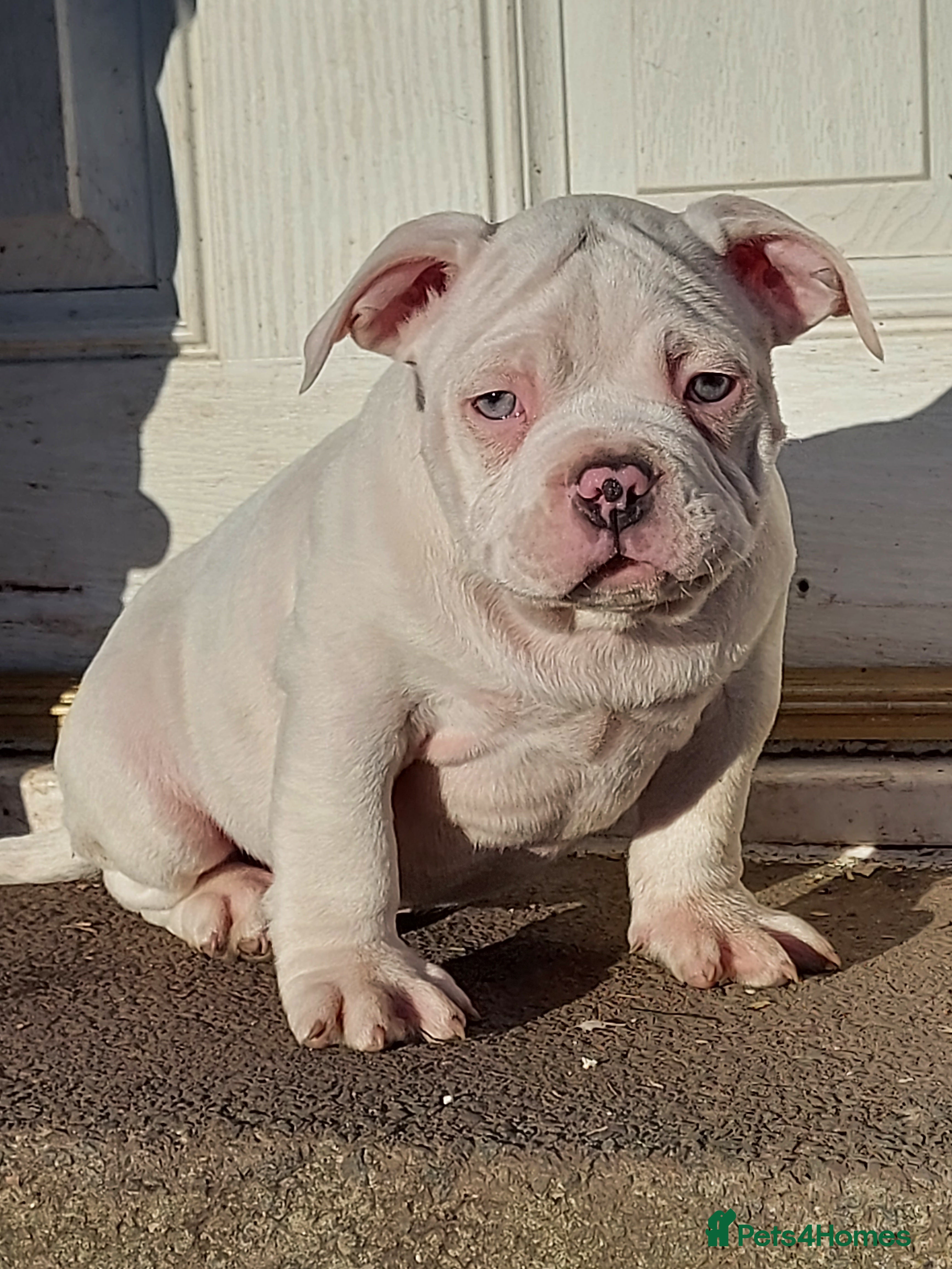 Bulldog Pitbull Puppies Pit Bull American Bully X English Bulldog