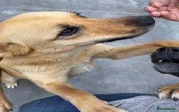 Mixed Breed dogs for adoption: Eva (Saffron), 1.5 yrs. Reserved stc. in Brixham - Image 10
