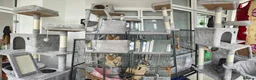 Rat rodents for sale: 4 Female Rats to re-home - Advert 2