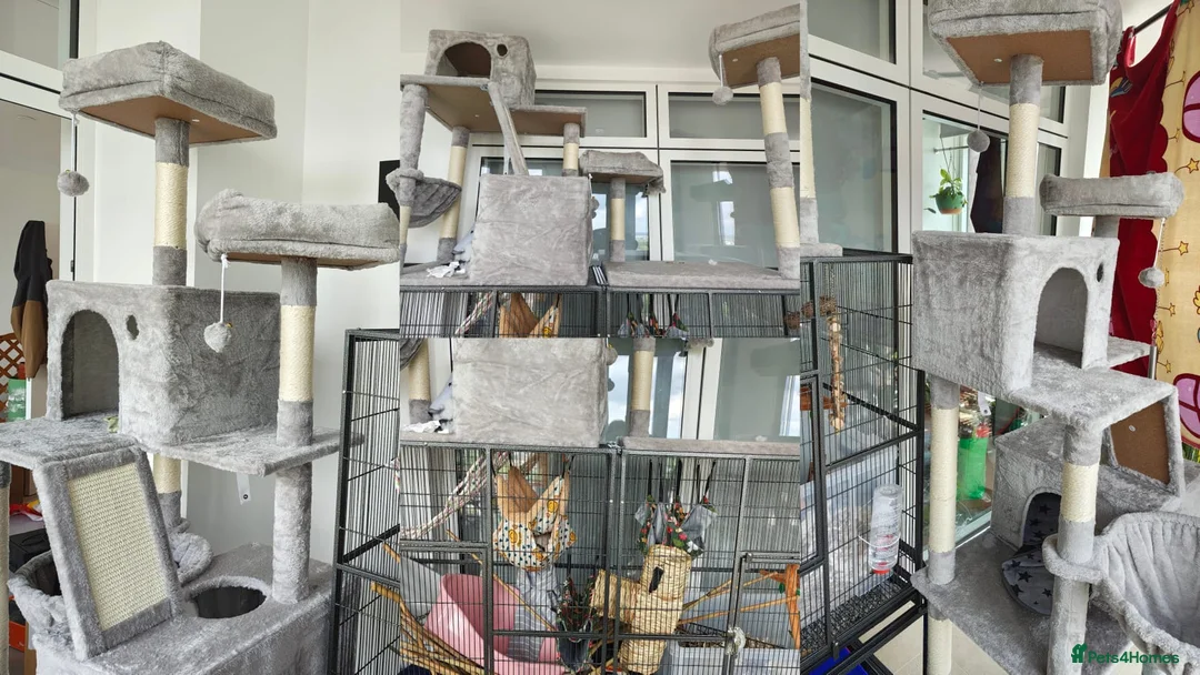 Rat rodents for sale: 4 Female Rats to re-home - Advert 2