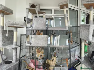 Rat rodents Cage and cat trees - Advert 7