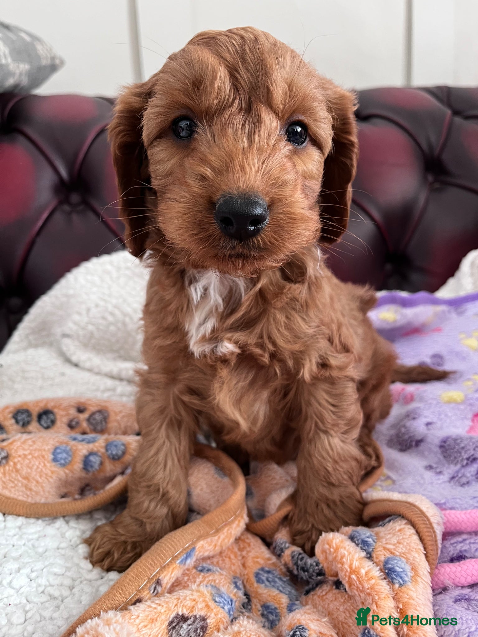 Cockapoo dogs Beautiful Cockapoo puppies  - Advert 19