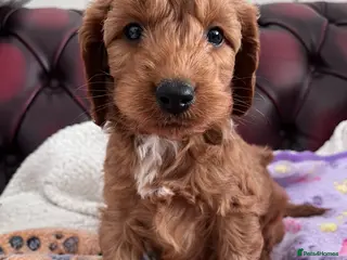 Cockapoo dogs Beautiful Cockapoo puppies - Advert 19