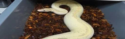 Python Snake reptiles for sale: Multiple adult female royal python  in Hartlepool - Advert 5