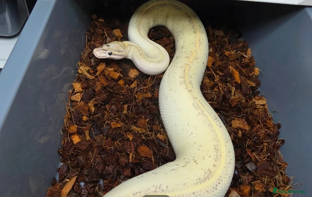 Python Snake reptiles for sale: Multiple adult female royal python  in Hartlepool - Advert 5