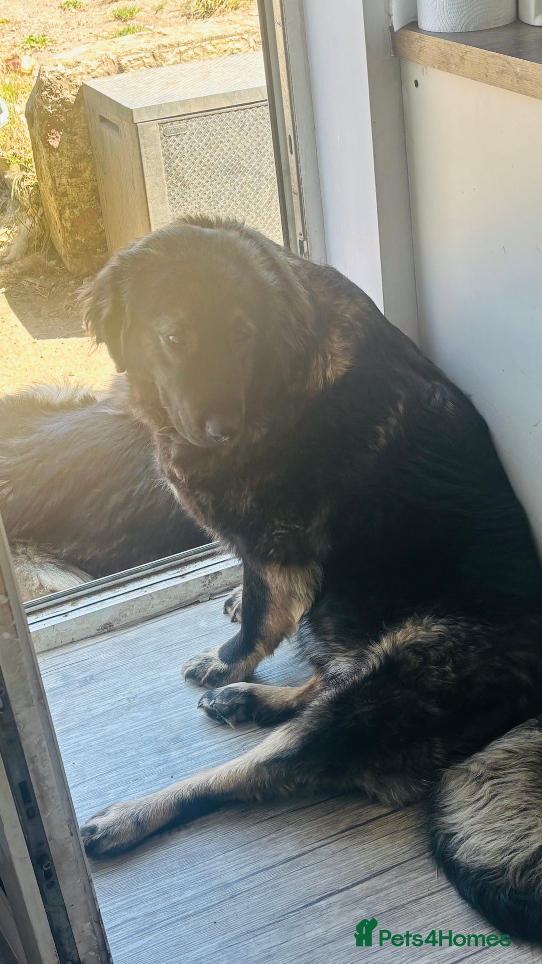 Caucasian Shepherd Dog dogs for sale: Caucasian shepherds 1 female and 1 male left - Advert 1