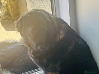 Caucasian Shepherd Dog dogs Caucasian shepherds 1 female left - Advert 1