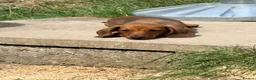 Miniature Dachshund dogs for sale: ⭐️REDUCED⭐️KC Miniature Smooth haired Dachshund  - Advert 7