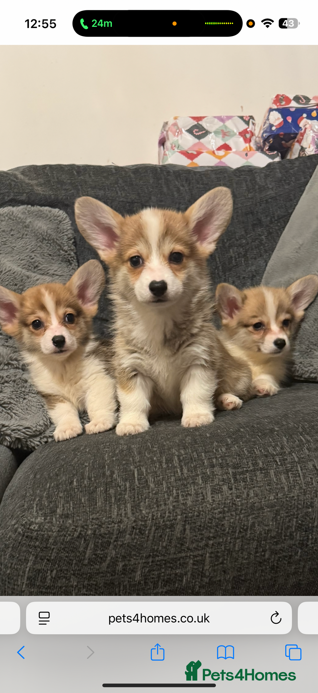Welsh Corgi Pembroke dogs for sale: Kc reg Pembroke 1 boy left beautiful markings 💙 - Advert 21